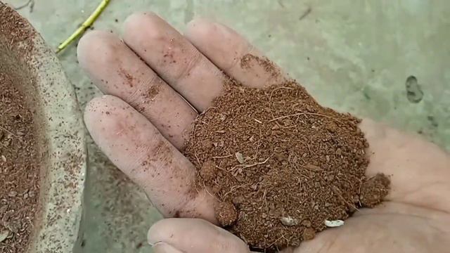 How to grow stock flower from seeds, stock growing easy tips, stock grow from seeds with update, смотреть онлайн