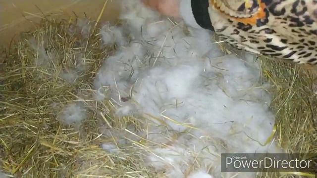 Кролики. Крольчата. Уборка и утепление маточника. смотреть онлайн