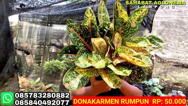 TERBARU LAGI❗AGLONEMA MURAH ❗ EKONOMIS BANYAK VARIAN DISINI BANJIR BONUS AGLONEMA DAN PUPUK MERAH ❗ смотреть онлайн