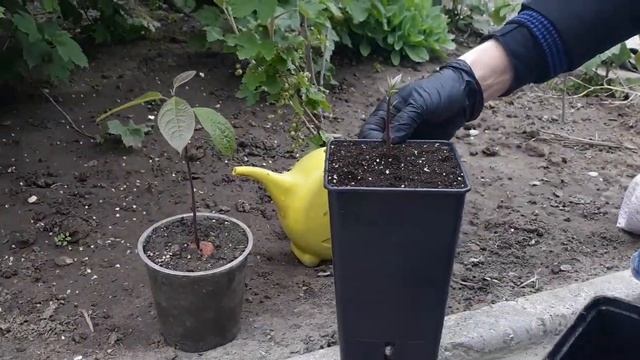 Пересаживаем авокадо из банок с водой в субстрат для цитрусовых смотреть онлайн
