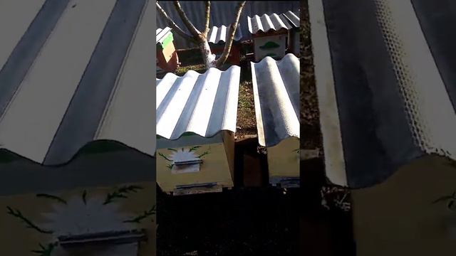 Зимовка наших пчёл смотреть онлайн