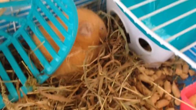 Мой сирийский хомяк строит гнездо из сена смотреть онлайн