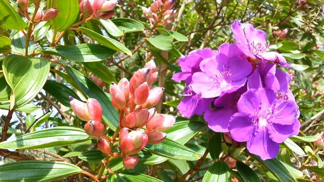 Tibouchina semidecandra seed pods - princess flower - lasiandra - glory bushes HD 06 смотреть онлайн