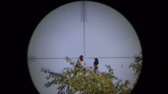 Crow Hunting Кроухантинг. Отстрел вредителей май 2019.