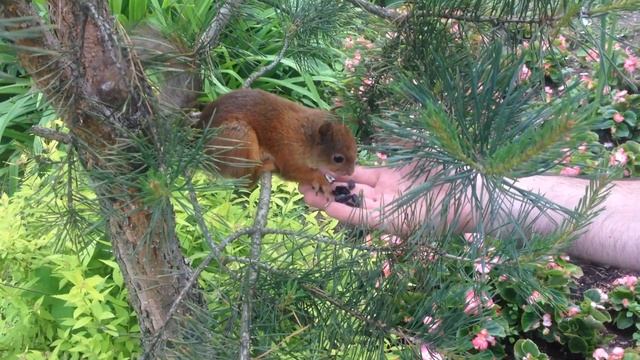 Парк Имени Кирова 2017 года смотреть онлайн