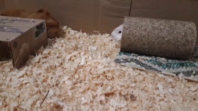 морские свинки дерутся смотреть онлайн