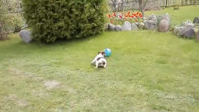 Джек рассел терьер собака футболист смотреть онлайн