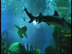 Океанариум. 30.01.2015 (ч.2)