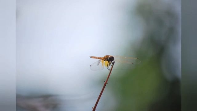 NIKON D60 PHOTO TEST.... смотреть онлайн