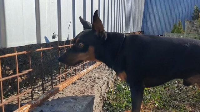 Цвергпинчер --?Даймонд?-- и папильон --?Вильмонт?-- смотреть онлайн