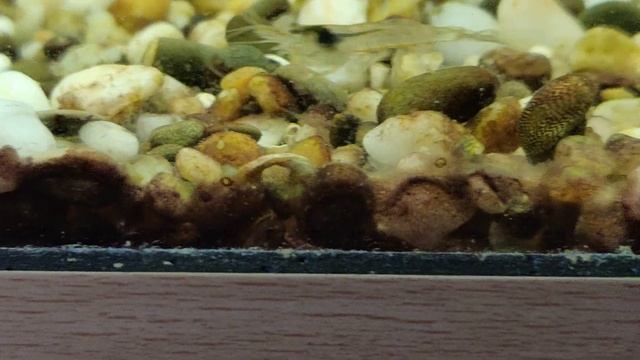 ТЕОДОКСУС (улитка)