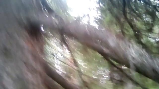 Установка капкана на куницу соболя#5 на сучок смотреть онлайн