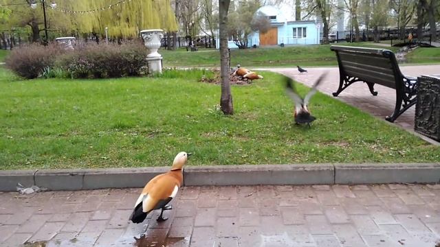 Дикий ор уток огарей в парке смотреть онлайн