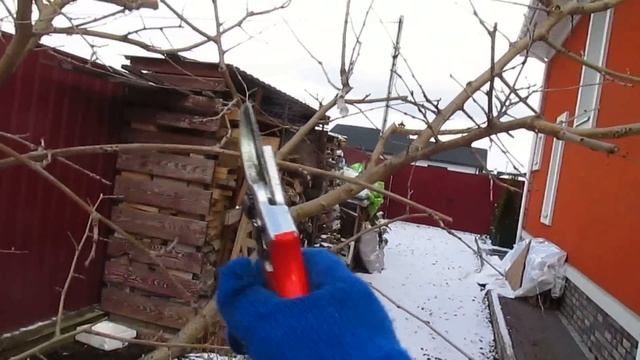 Обрезка шелковицы.