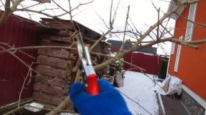 Обрезка шелковицы.