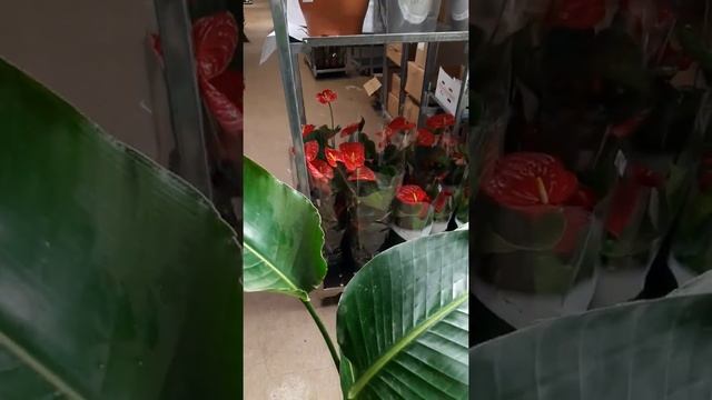 Стрелиция Николая 140 см в green-7.ru смотреть онлайн