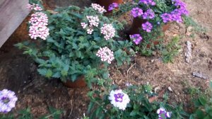 Обзор сортов моих вегетативных вербен.