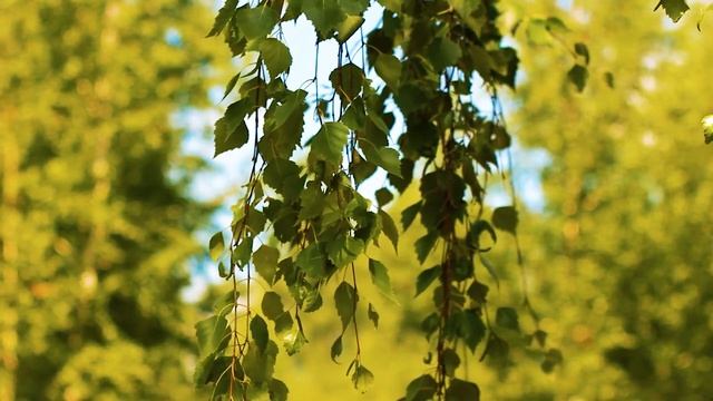 Ветки березы в лесу | Футажи красивая природа [FullHD] смотреть онлайн