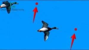 Какое делать упреждение при стрельбе утки на охоте? Охотник-Любитель