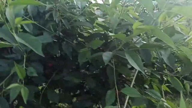 Сладкий сорт вишни Десертная Морозовой. смотреть онлайн