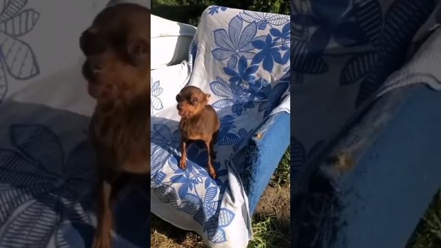 Папа купи добермана смотреть онлайн