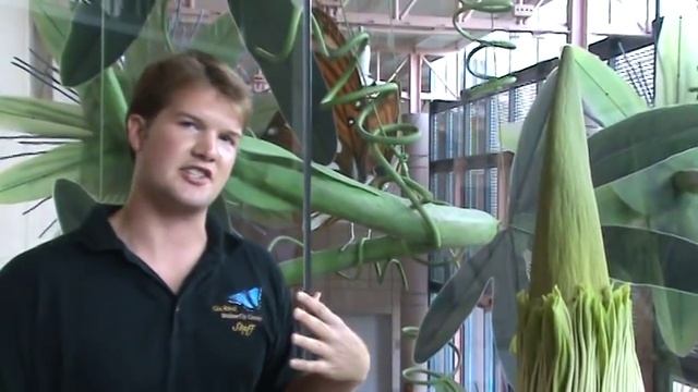 See the Corpse Flower at HMNS! [Amorphophallus titanum] смотреть онлайн