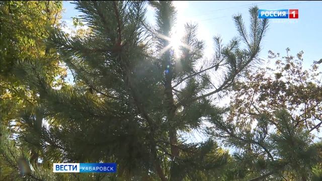 Акация, рябина, сосна и другие: 750 новых зелёных насаждений появится в Хабаровске этой осенью смотреть онлайн