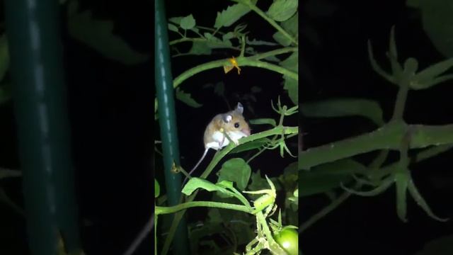 It wasn't a tomato worm смотреть онлайн