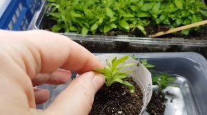 Калибрахоа /Пересадка укорененных черенков /Грунт для калибрахоа