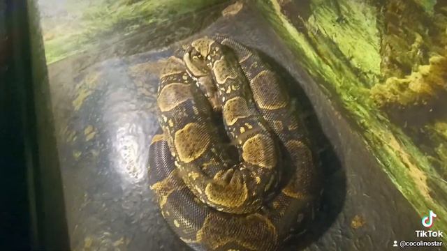 David si Cocolino,la expozitia de reptile reale,in Muzeul Grigore Antipa😃👍😘 смотреть онлайн