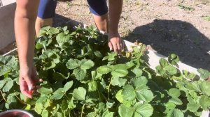 ??? СОВЕТУЮ К ПОСАДКЕ КЛУБНИКА Вима Рина