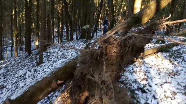 Последствия урагана в лесу Честопрафт 2020 03 15 смотреть онлайн
