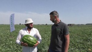 Идеальный арбуз для Кавказа ОСМАН F1. #арбуз #саката #sakata #осман