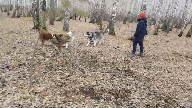 Иджину влетело от девчонок?#huskyidel #сибирскийхаски #челябинск смотреть онлайн