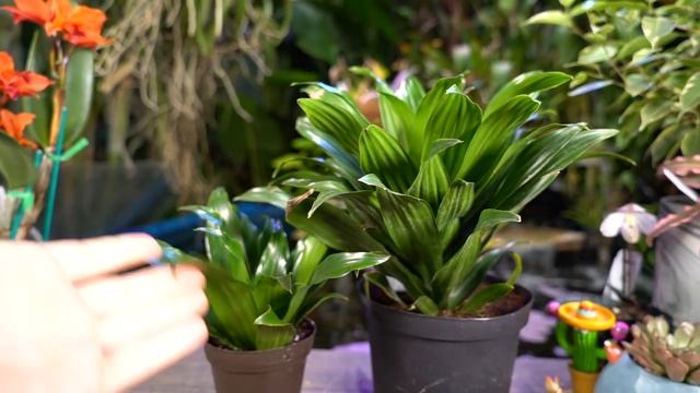 Dracaena Janet Craig Compacta смотреть онлайн