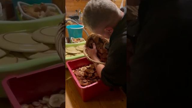 Замачиваем горькушки перед засолкой (вымачиваем не менее 4х дней) смотреть онлайн