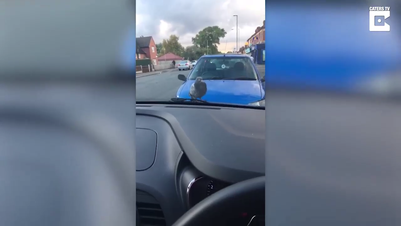 Покатал наглого голубя смотреть онлайн