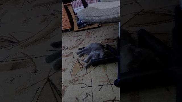 Надо почесаться, надо надо подчесаться смотреть онлайн