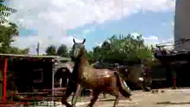 Tacheles sculptures смотреть онлайн