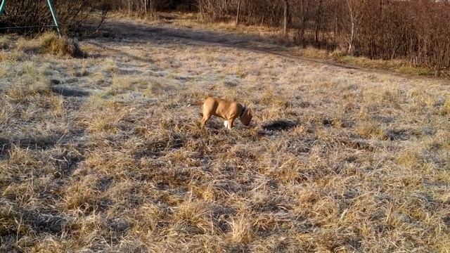 амстаффы Ценный Приз, прогулки 2 мес, продается тигровый белым кобель и палевая с белым сука смотреть онлайн