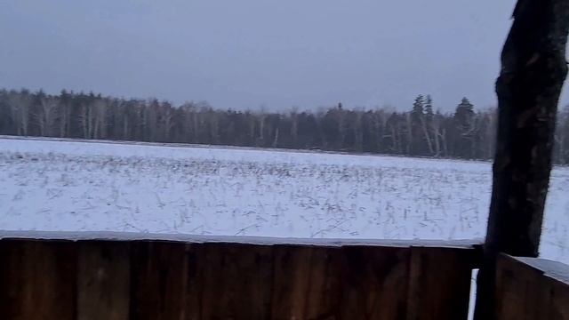 Охота на КАБАНА. 2022 ВОСЕМНАДЦАТЬ КАБАНОВ.ЦЕПЬ.mp4 смотреть онлайн