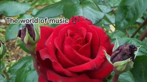 Миллион алых роз (ЦЫГАНСКАЯ ВЕРСИЯ) #tiktok  #youtube #романэгиля #gypsy #youtube #shorts