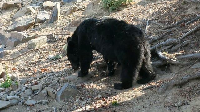 Black Bear on the Trail to Mount Washburn смотреть онлайн