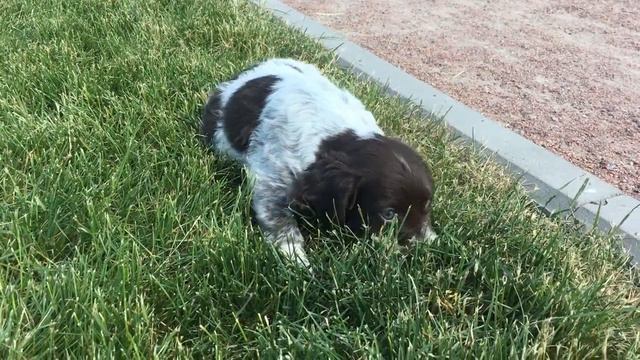 КОКЕР СПАНИЕЛЬ - САМЫЙ КРАСИВЫЙ ЩЕНОК - 1 месяц , 10 дней. смотреть онлайн