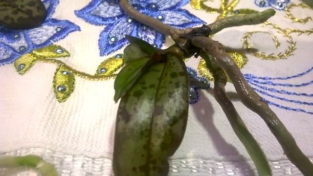 Рождение из ФЛАСКИ_ Шиллериана смотреть онлайн