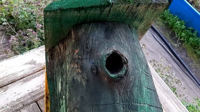 ЯГОДЫ КНЯЖЕНИКИ-ДУПЛЯНКА ПТИЦ КАК БИОЛОГИЧЕСКАЯ ЗАЩИТА ПИТОМНИКА.ПОДМОСКОВЬЕ.. смотреть онлайн