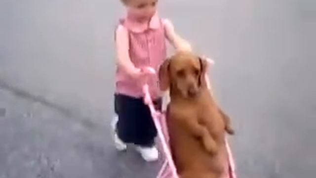 Малышка катает в коляске собаку.))) смотреть онлайн