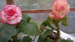 Бегония америгибрид пикоти f1. Что удалось вырастить!