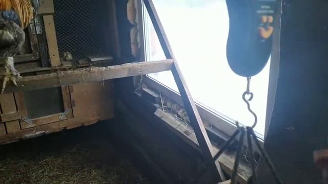 Вес Калифорнии в 3 месяца/Были маленькие и будут меньше/Дом в Сибири смотреть онлайн