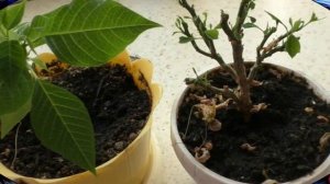 Пуансетия -  рождественская звезда в вашем доме..  Как сохранить растение??